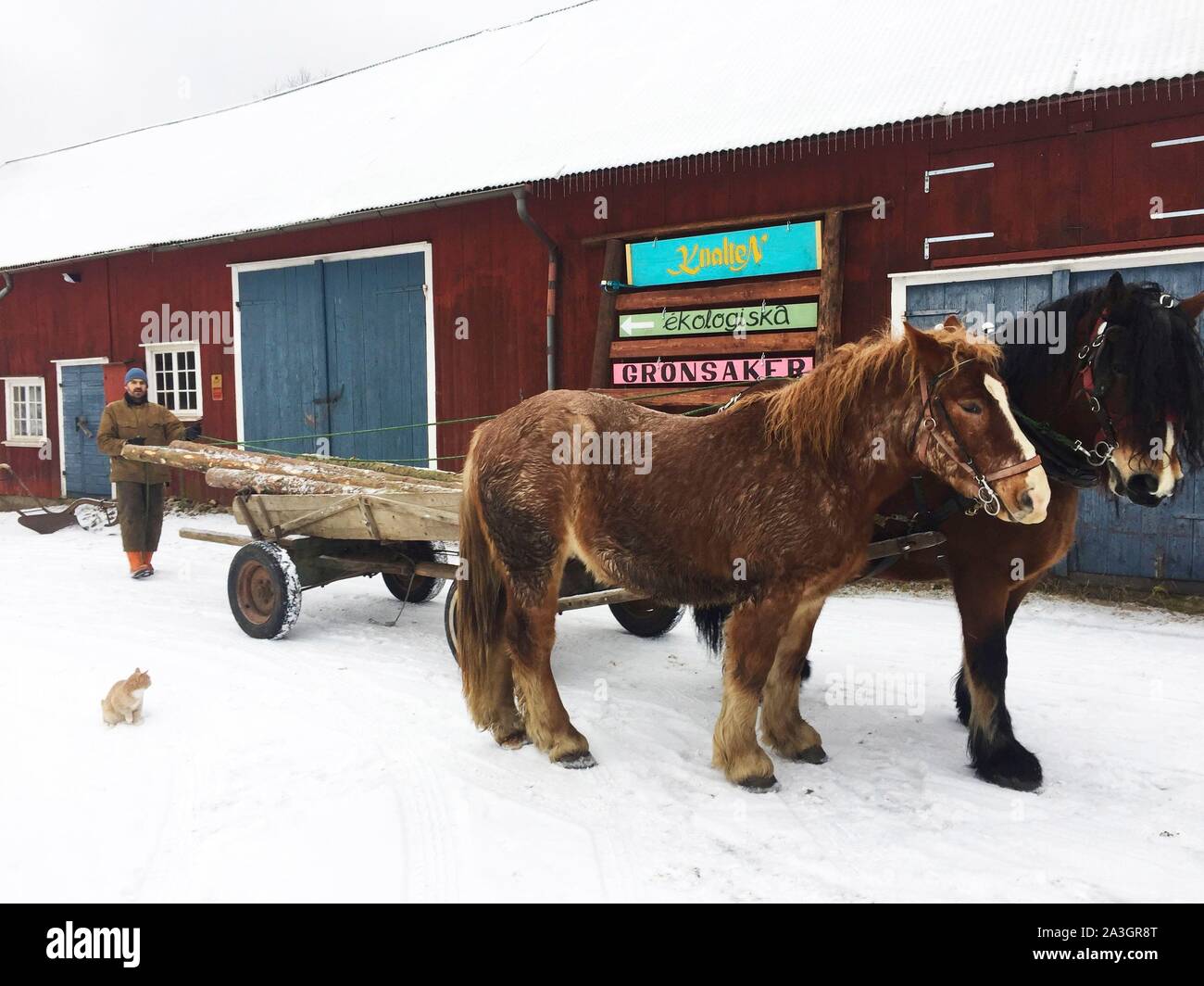 La Svezia, nella contea di Vastra Gotaland, Hokerum, Ulricehamn borgo, Rochat relazione familiare, Pierre risalendo il legno della foresta con i cavalli per la fabbricazione del vivaio Foto Stock