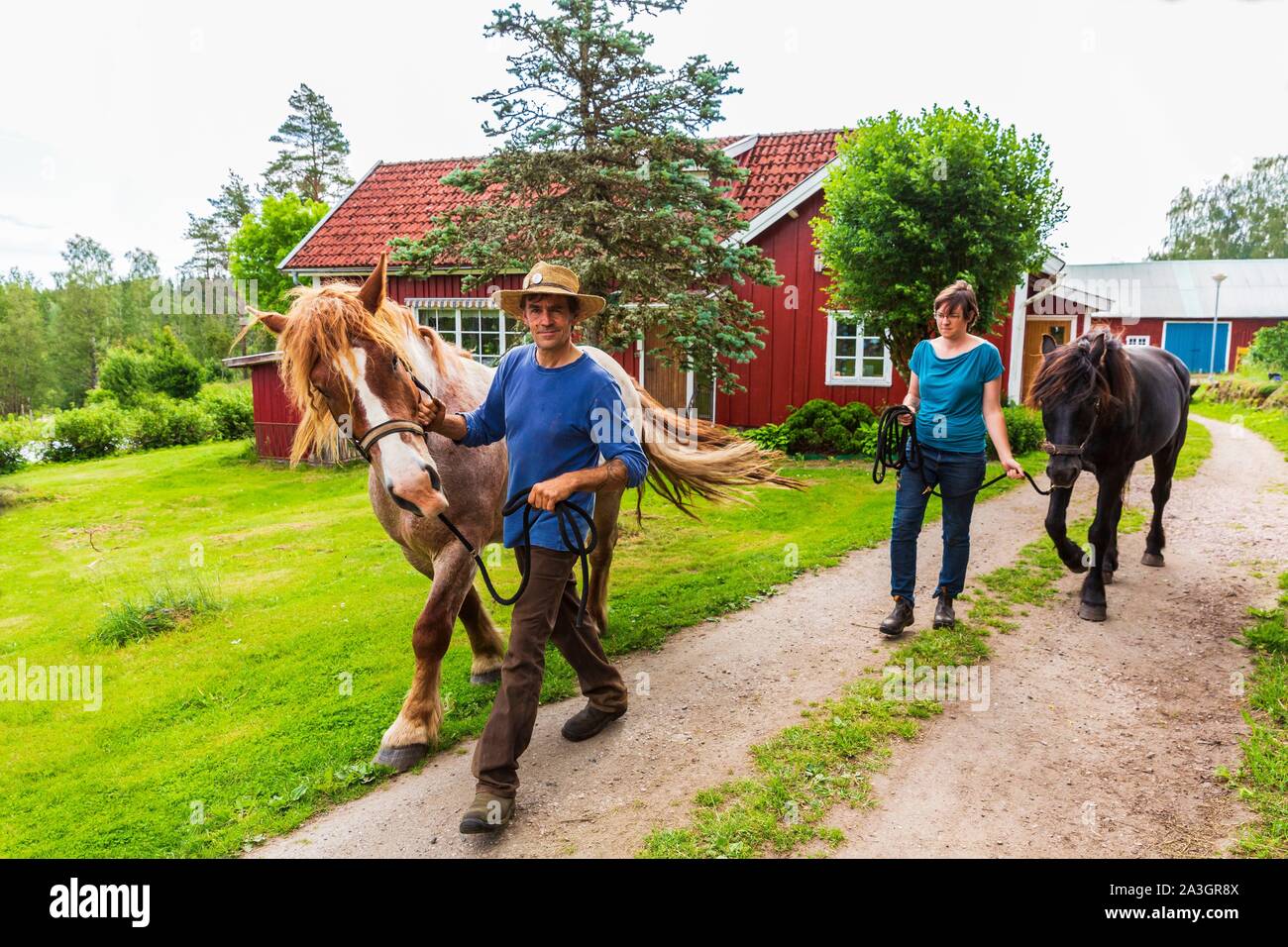La Svezia, nella contea di Vastra Gotaland, Hokerum, Ulricehamn borgo, Rochat relazione familiare, Pierre e Sonia cambiare il parco cavalli Rudolph e Max 32anni Foto Stock