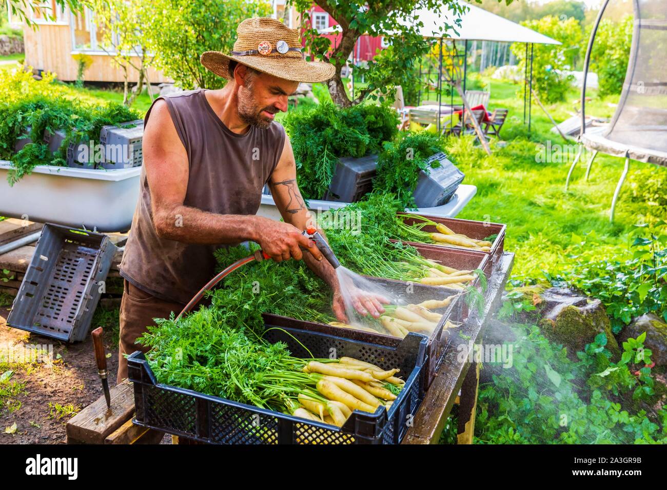 La Svezia, nella contea di Vastra Gotaland, Hokerum, Ulricehamn borgo, famiglia Rochat, preparazione del mercato, la carota per pulizia Pierre Foto Stock