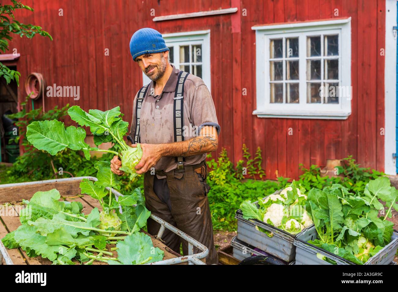 La Svezia, nella contea di Vastra Gotaland, Hokerum, Ulricehamn borgo, famiglia Rochat, preparazione del mercato, Pierre con il cavolo rapa e cavolfiori Foto Stock