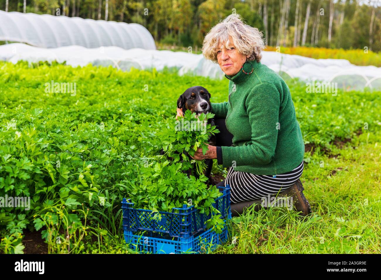 La Svezia, nella contea di Vastra Gotaland, Hokerum, Ulricehamn borgo, famiglia Rochat, preparazione del mercato, Daniele la madre di Pietro in carica di prezzemolo e rametto di dare coraggio Foto Stock