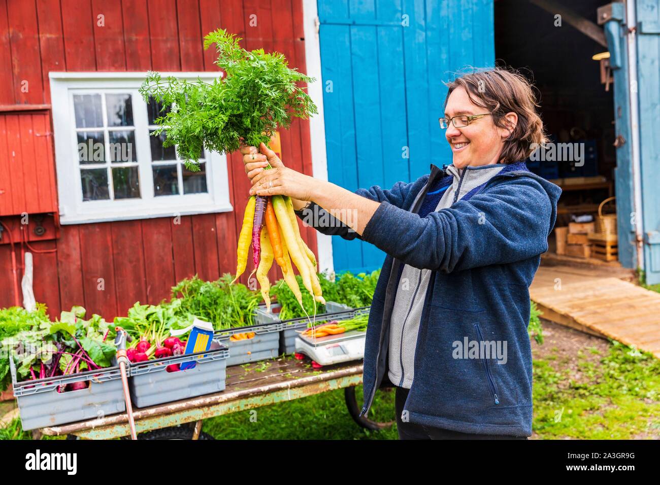 La Svezia, nella contea di Vastra Gotaland, Hokerum, Ulricehamn borgo, famiglia Rochat, preparazione del mercato, Sonia e il profumo delle più belle carote Foto Stock