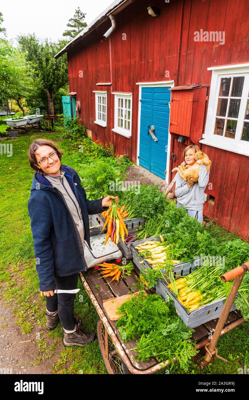 La Svezia, nella contea di Vastra Gotaland, Hokerum, Ulricehamn borgo, famiglia Rochat, preparazione del mercato, ammassi di carote per Sonia, Emile e cat Foto Stock