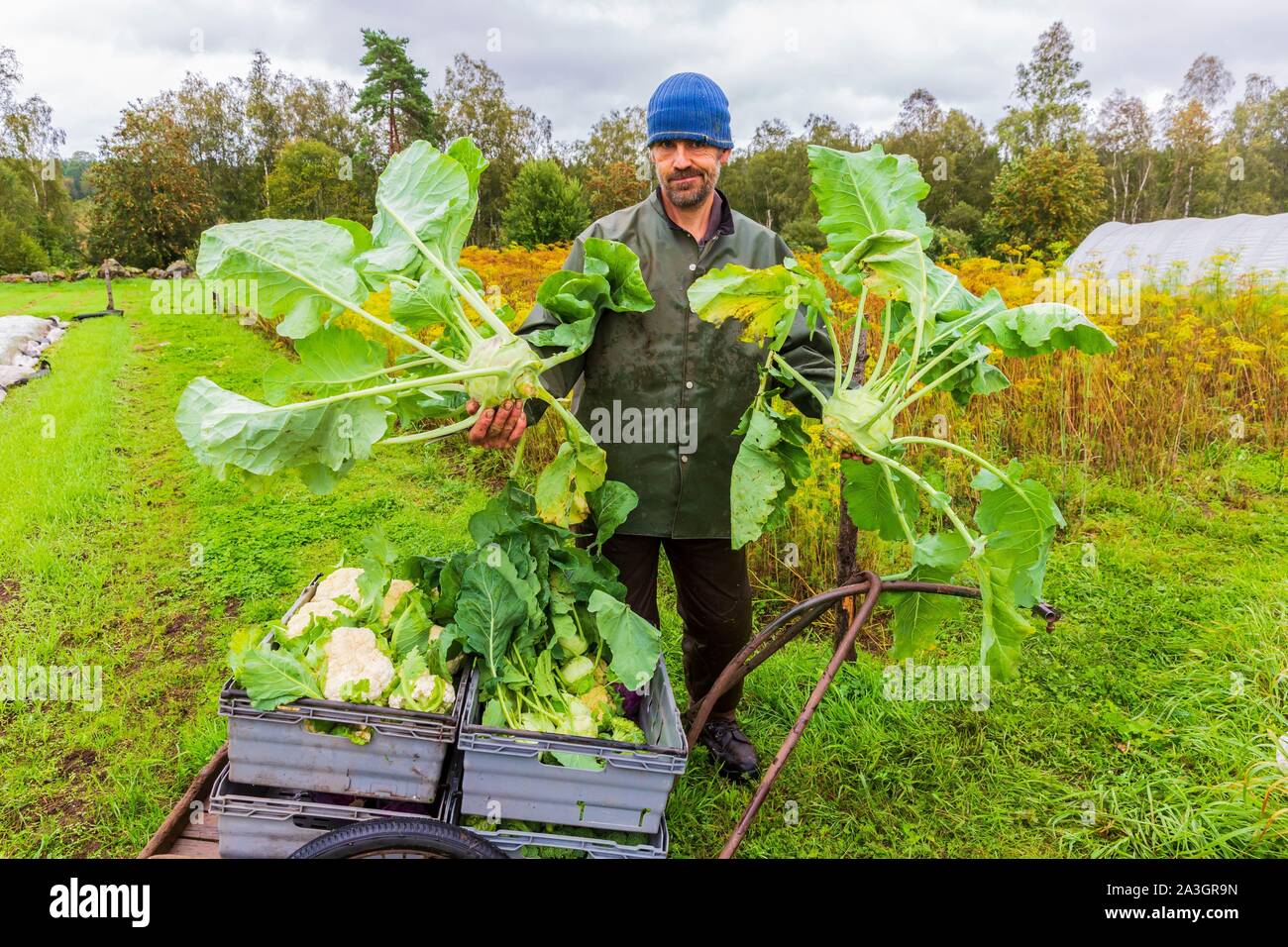 La Svezia, nella contea di Vastra Gotaland, Hokerum, Ulricehamn borgo, famiglia Rochat, preparazione del mercato, raccolto il cavolo rapa e cavolfiori per Pierre, difficile questa mattina a causa dell'acqua sulle vele di protezione Foto Stock