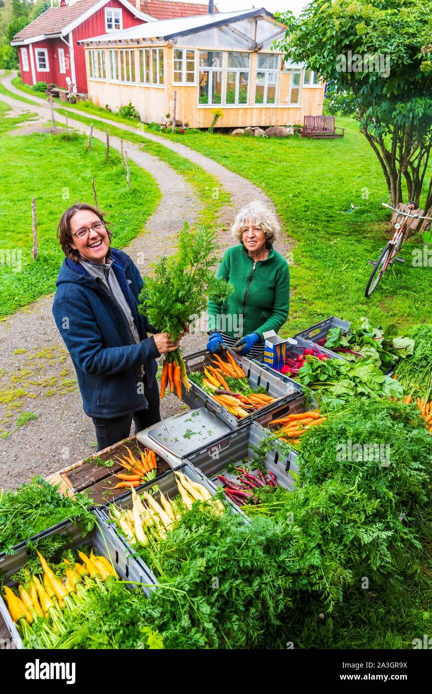 La Svezia, nella contea di Vastra Gotaland, Hokerum, Ulricehamn borgo, famiglia Rochat, preparazione del mercato, ammassi di carote per Sonia e Daniele, madre di P?erre Foto Stock