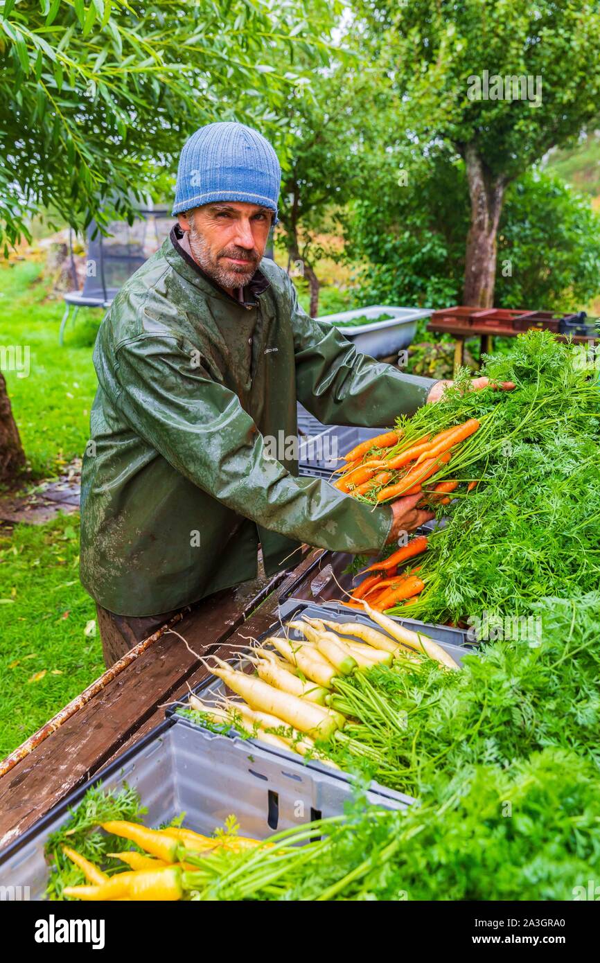 La Svezia, nella contea di Vastra Gotaland, Hokerum, Ulricehamn borgo, famiglia Rochat, preparazione del mercato, Pierre e carote Foto Stock