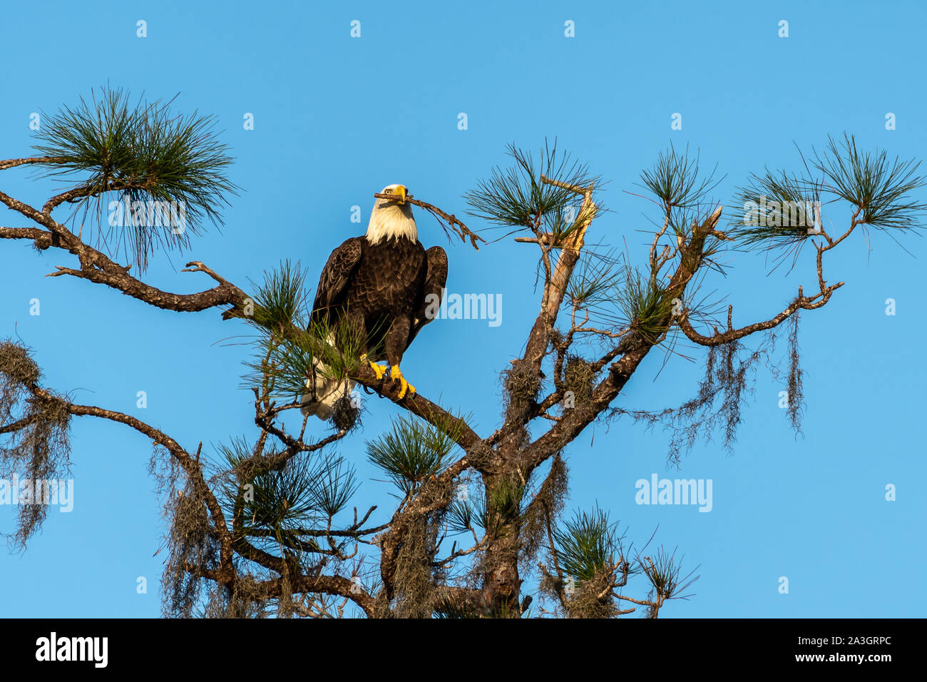 American aquila calva con materiali di nidificazione nella sua bocca Foto Stock