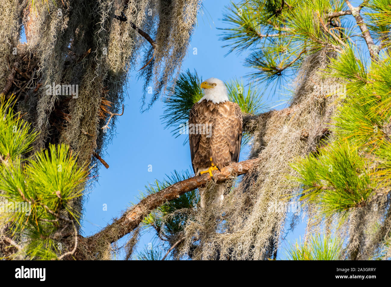 American aquila calva appollaiato in un albero di muschio in Florida Foto Stock