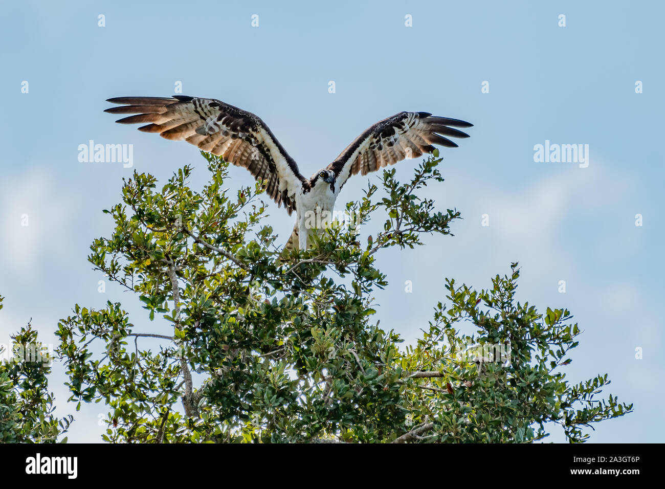 Osprey con ali stese di atterraggio su un ramo di albero Foto Stock