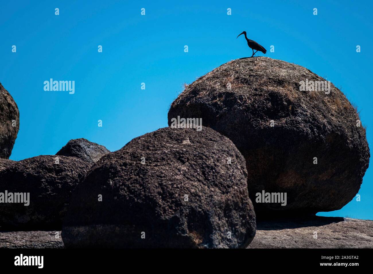 La Colombia, Llanos, Vichada, Tambora, Tuparro National Park, Ibis ? Faccia nue, Phimosus infuscatus Foto Stock