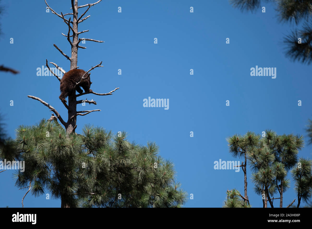 Recare nella struttura ad albero Foto Stock