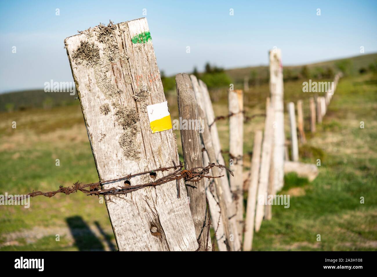 Francia, Puy de Dome, Saint Pierre la Bourlhonne, il parco naturale regionale di Livradois Forez, Forez mountain range, le Hautes Chaumes Foto Stock