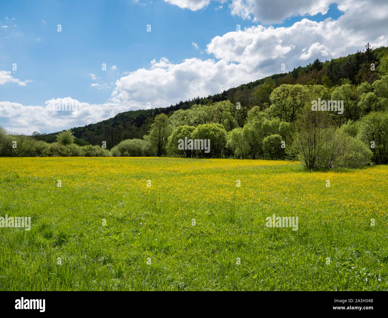 Il paesaggio è che fiorisce in primavera Foto Stock