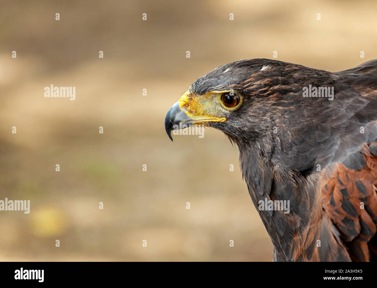 Hawk ritratto selettivo con soft focus, sullo sfondo della natura. Foto Stock