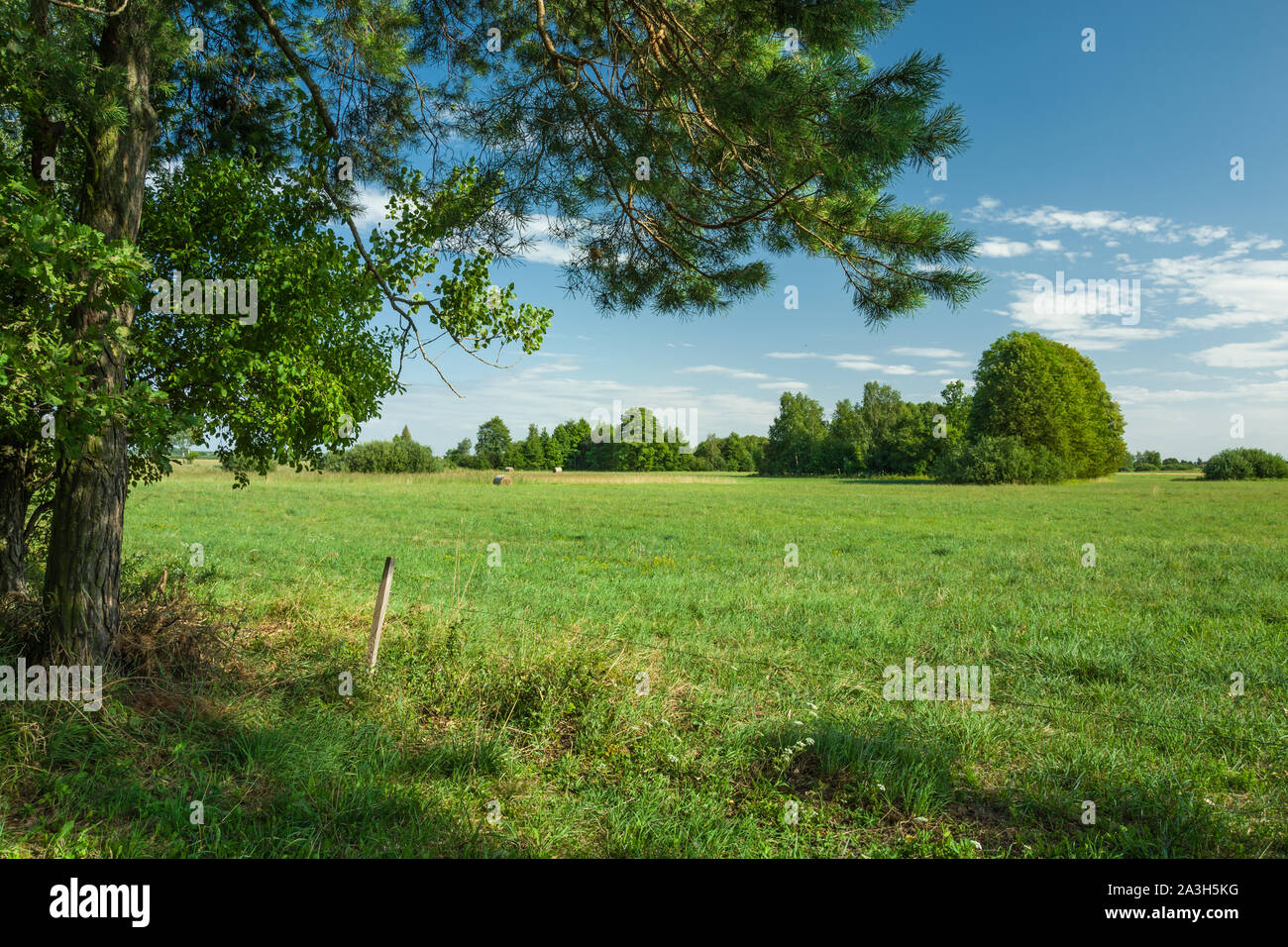 Ombra sotto gli alberi e una vista del verde prato in Nowiny, Polonia. Foto Stock