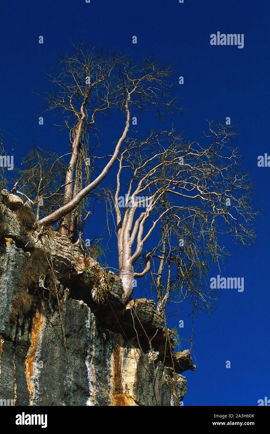 Madagascar, Melaki, Tsingy Parco Nazionale, Bemaraha, ospita quasi 650 specie vegetali, la maggior parte delle quali sono endemiche e tipica delle zone aride elencati come patrimonio mondiale dall' UNESCO Foto Stock