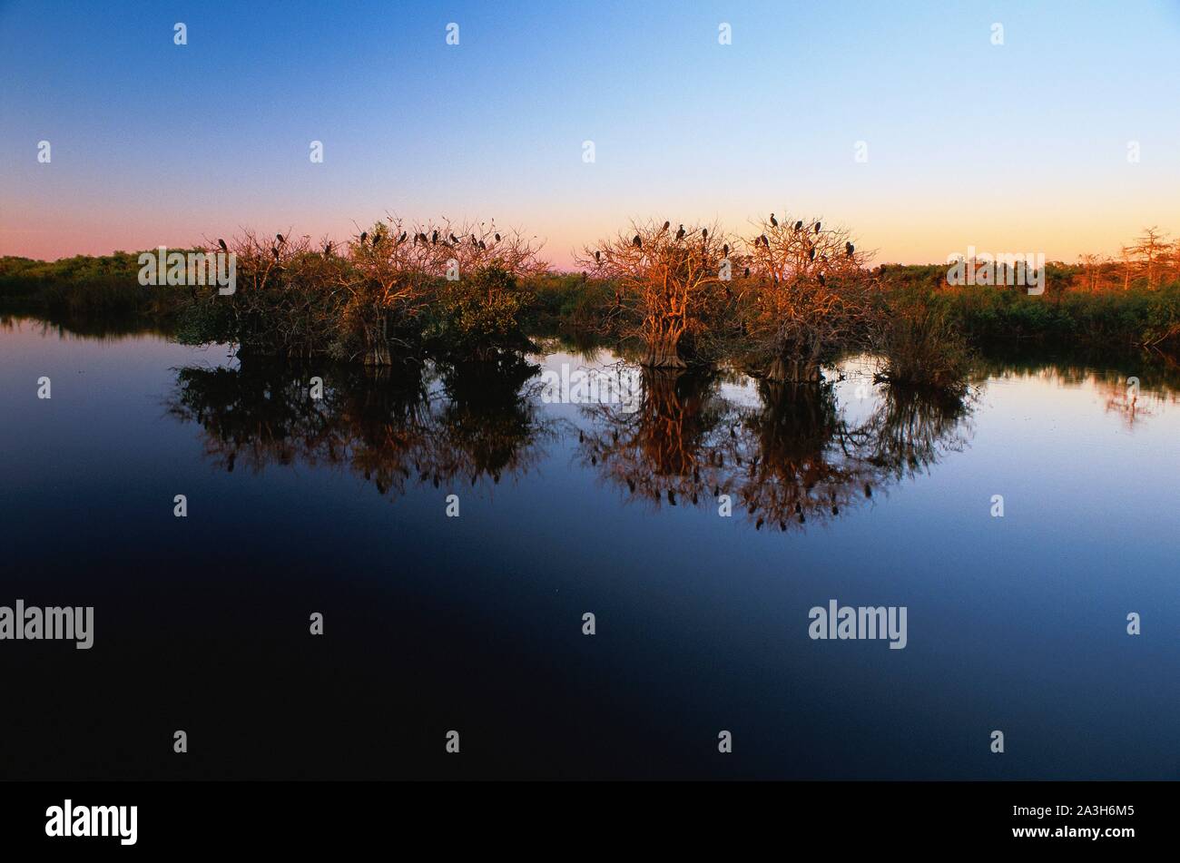 Stati Uniti, Florida Everglades National Park, cipressi sono le conifere che prosperano facilmente in acqua dolce Foto Stock