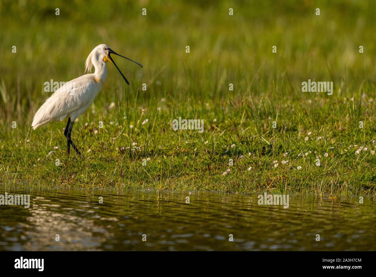 Francia, Somme, Somme Bay, riserva naturale della Baia della Somme, Marquenterre parco ornitologico e Saint Quentin en Tourmont, Bianco Spatola (Platalea leucorodia spatola eurasiatica) Foto Stock