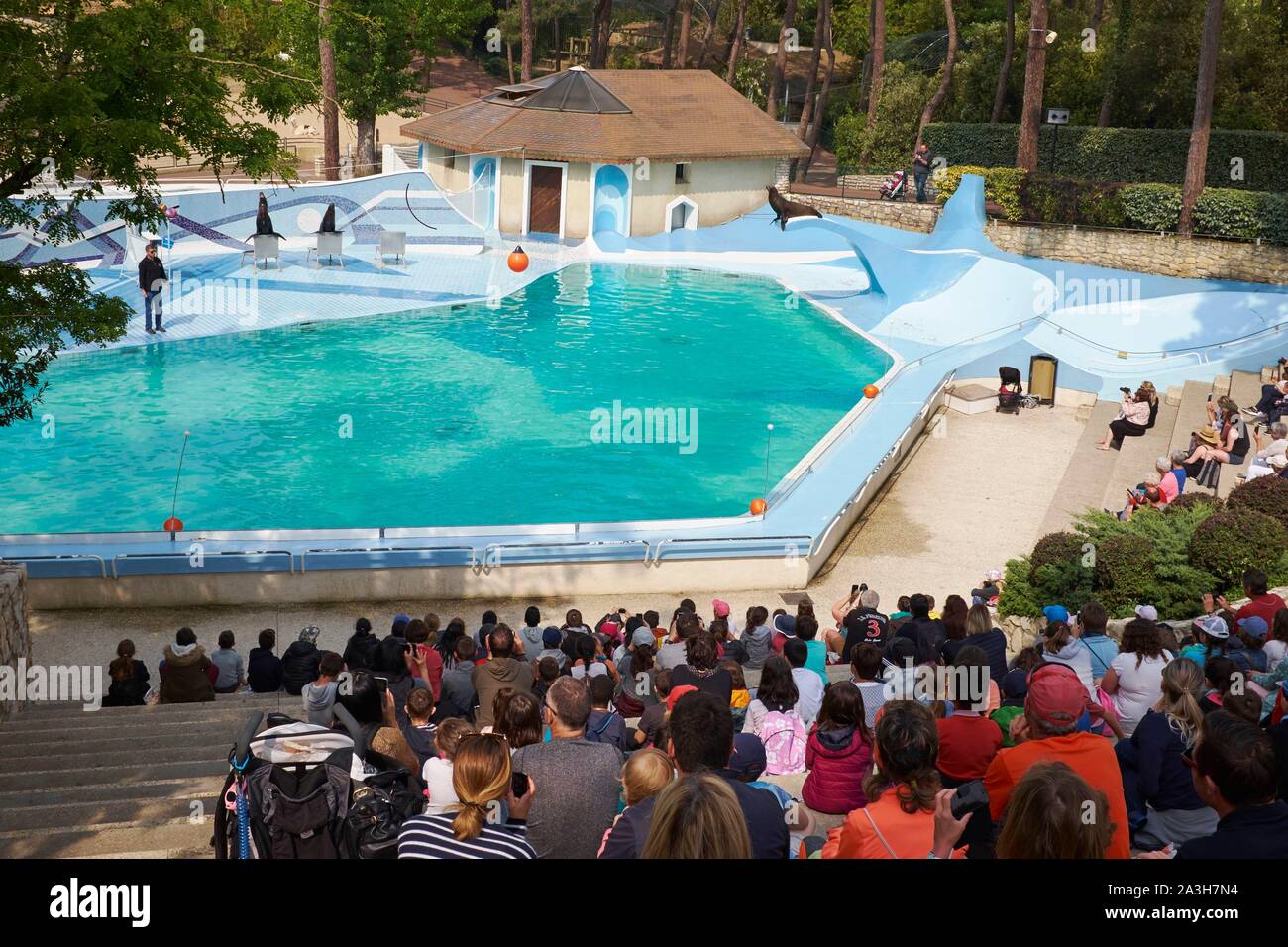 Francia, Charente Maritime, Les Mathes, La Palmyre zoo, la California Sea Lion visualizza Foto Stock