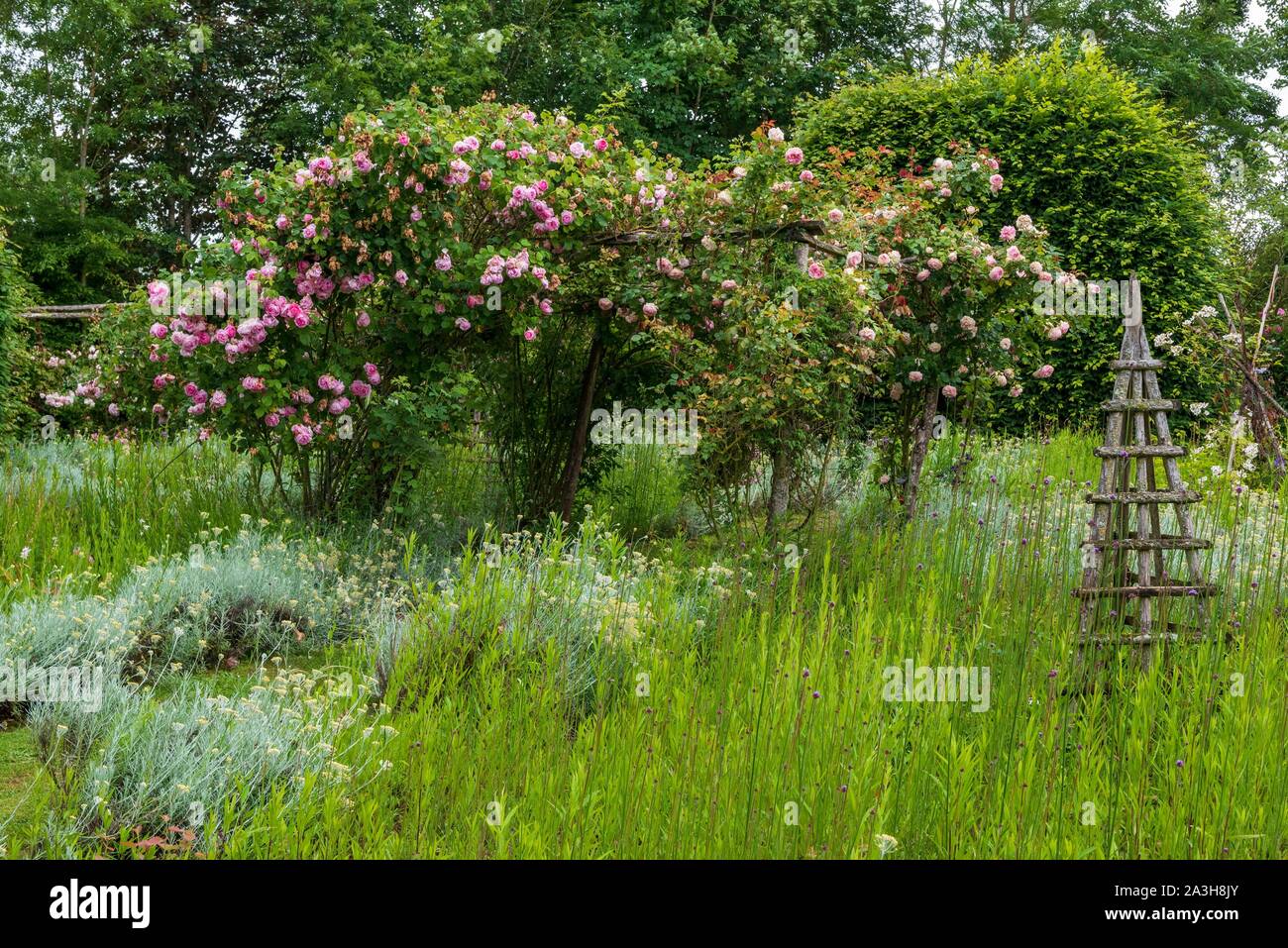 Francia, Loiret, Meung sur Loire, Les Jardins de Roquelin, (Roquelin Gardens), rose Foto Stock