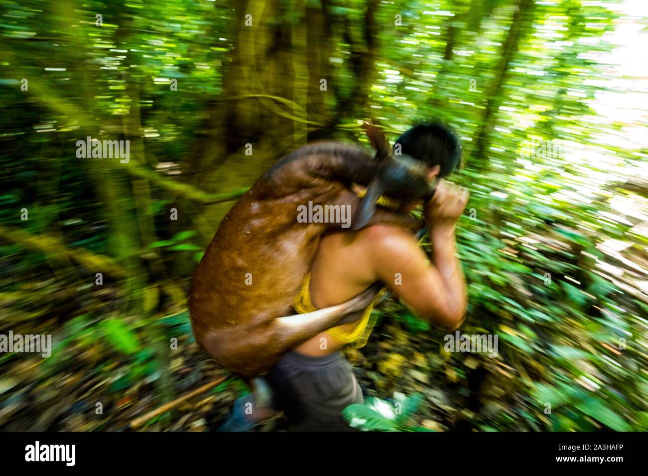 Ecuador, Tena, immersione esperienza di vita con la Waoranis del Rio Nushino, a caccia di un rosso doe, cervi amazzonica o Mazama americana Foto Stock