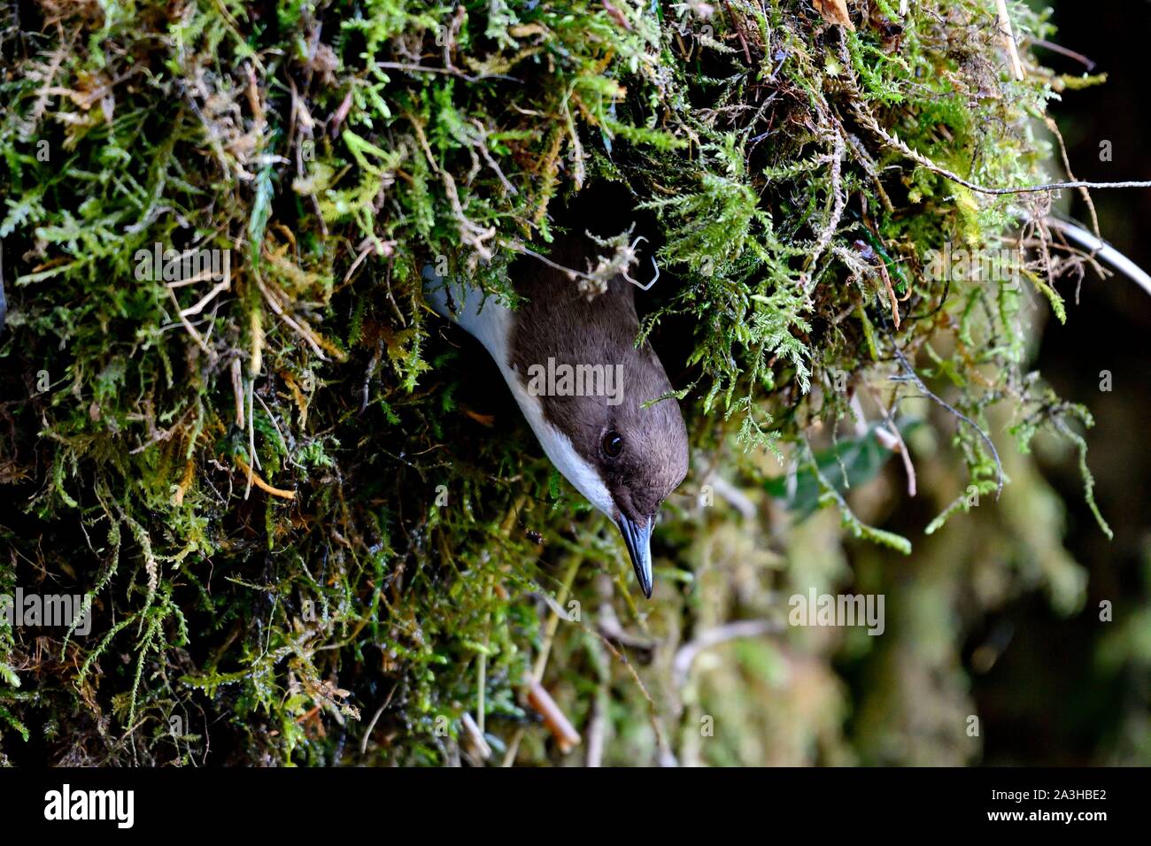 Francia, Doubs, Creuse Valley, bird, diving Cincle (Cinclus cinclus), costruzione di nido Foto Stock