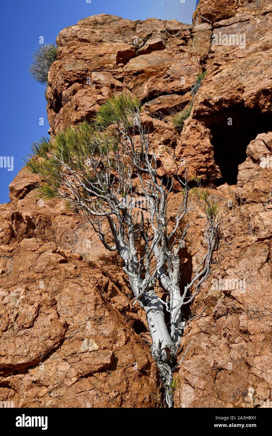 Francia, Var, cornicione e Esterel coast Foto Stock