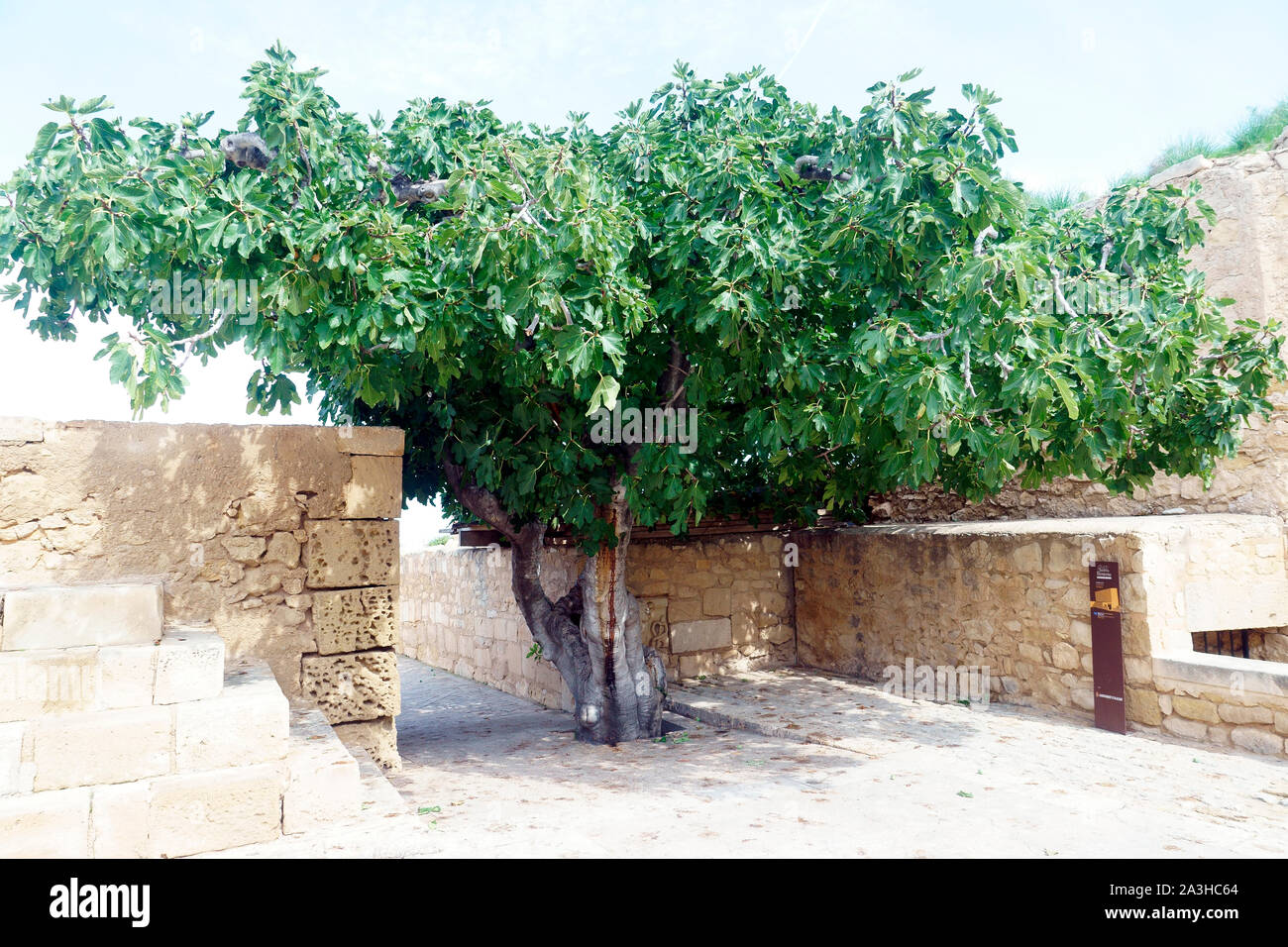 FIG TREE al di fuori di prigione del CASTELLO DI SANTA BARBARA Foto Stock