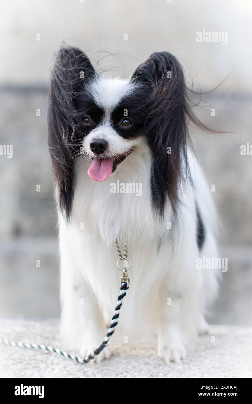 Outdoor ritratto di Papillon cane, Continental Toy Spaniel, in bianco e nero. Foto Stock