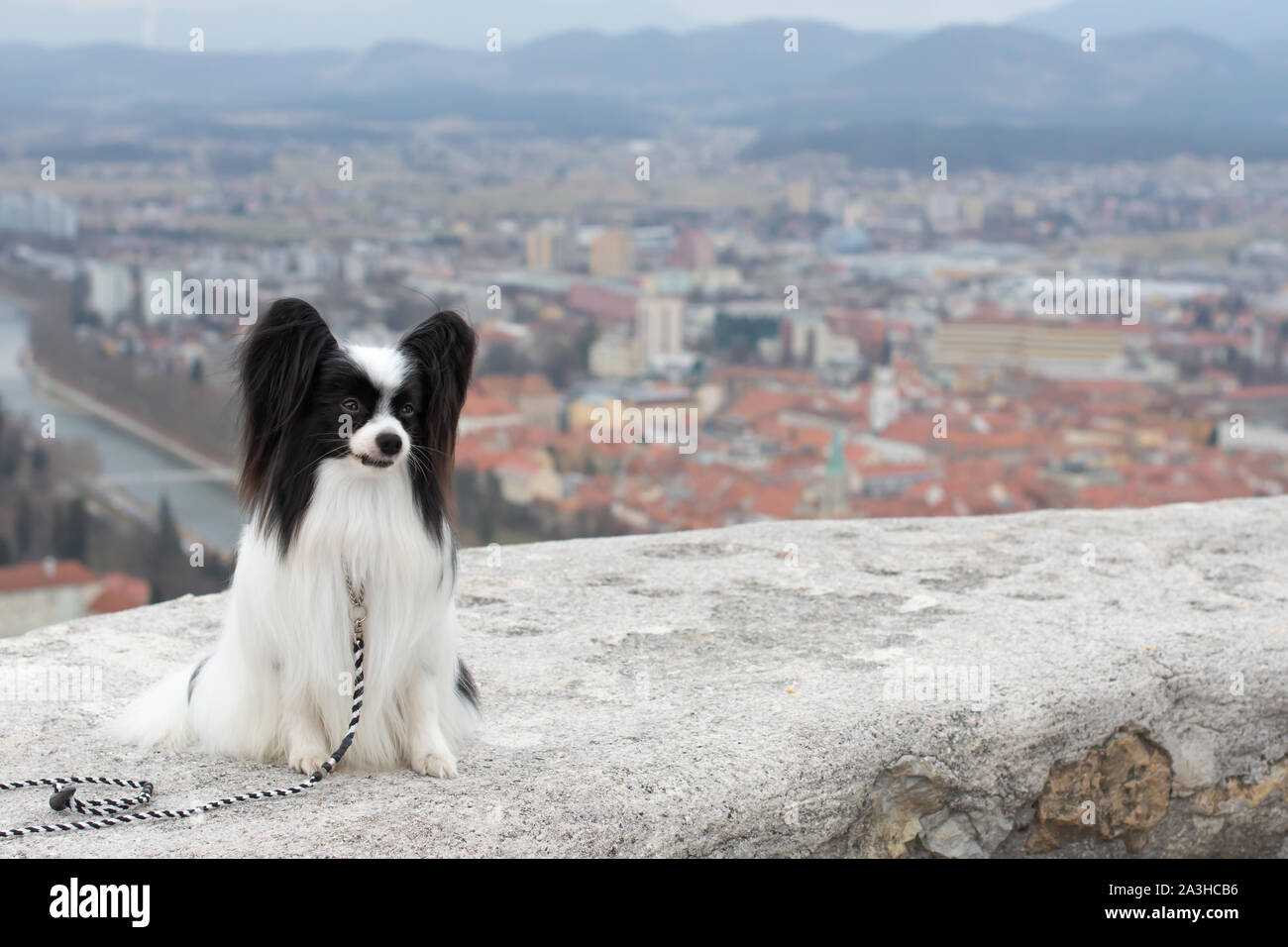 Outdoor ritratto di Papillon cane, Continental Toy Spaniel, in bianco e nero. Per lo sfondo è la città. Celje. La foto in orizzontale. Foto Stock