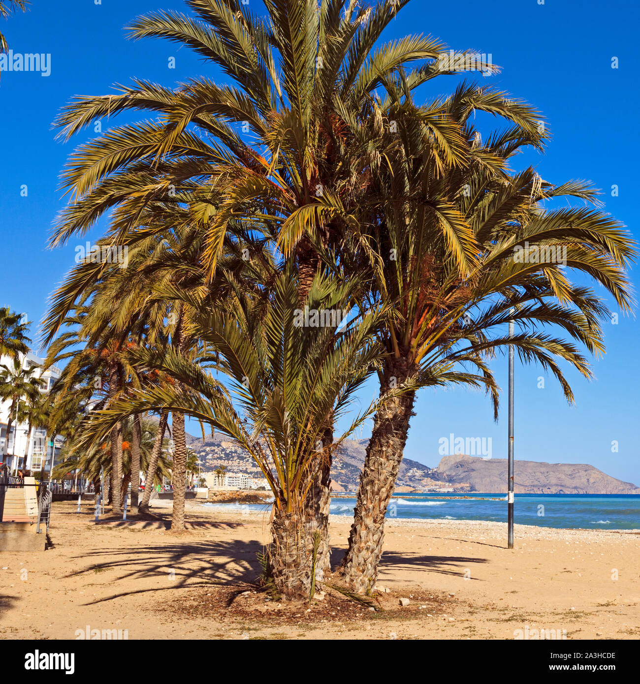 Le palme sulla spiaggia di Altea, Costa Blanca, Spagna Foto Stock