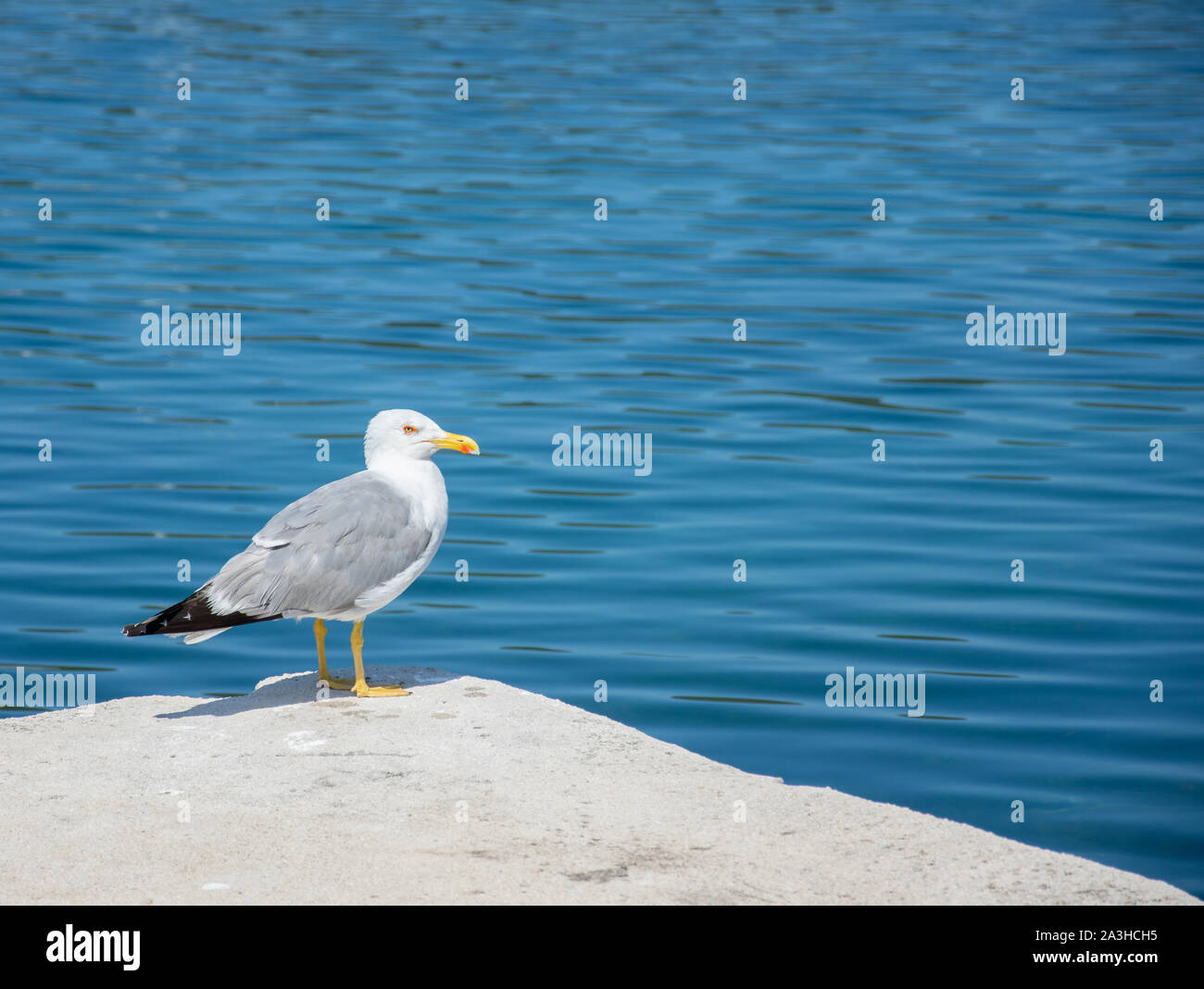 Piume di gabbiano immagini e fotografie stock ad alta risoluzione - Alamy