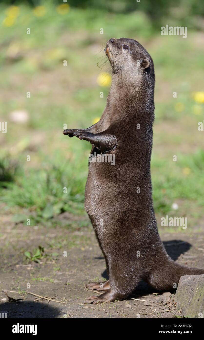 Asian corto-artigliato lontra (Aonyx cinerea) in piedi come si attende di essere alimentati con pesce al momento del pasto, Dartmoor Otter Santuario, Devon, Regno Unito, Marzo. Foto Stock