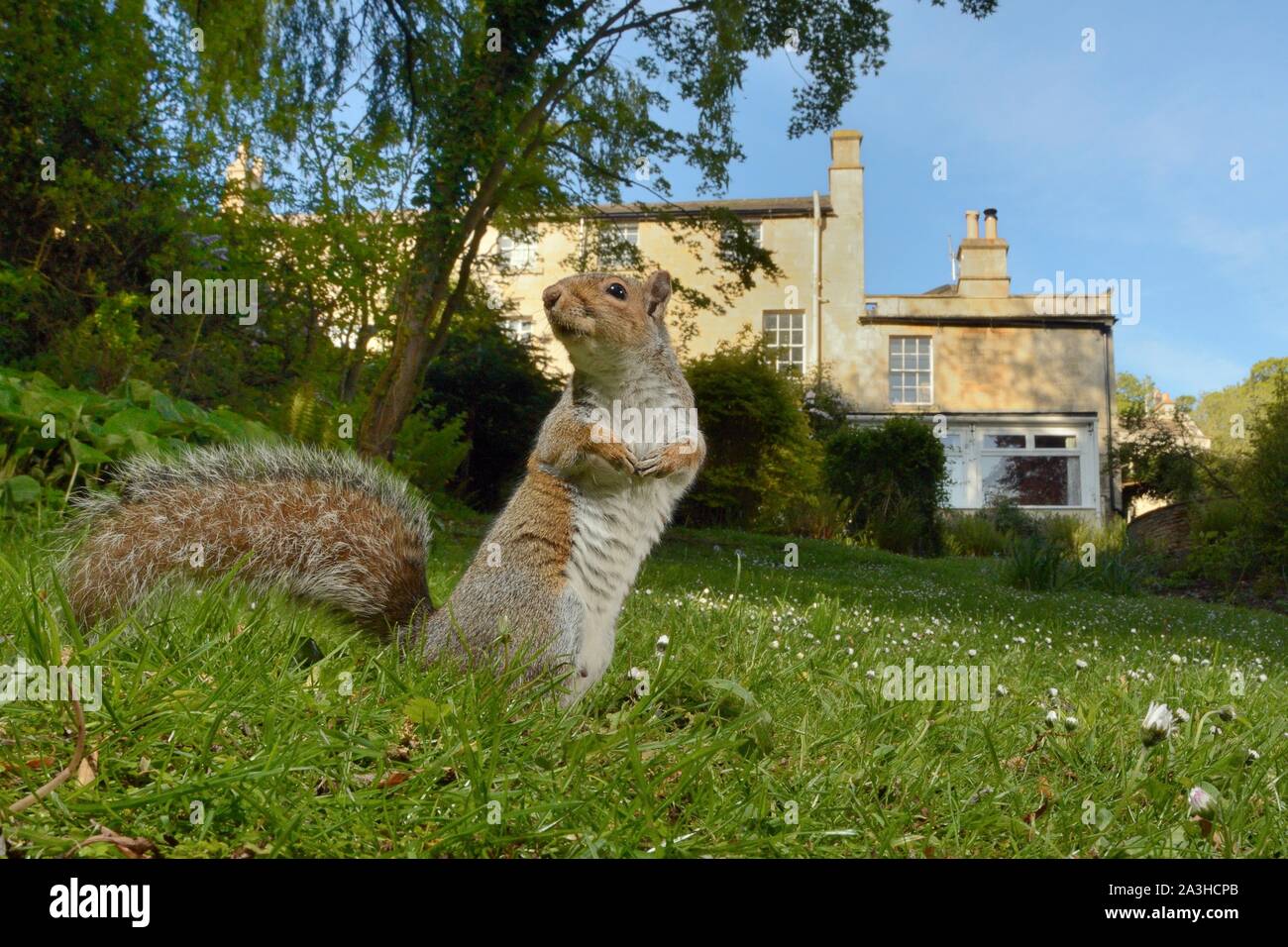 Scoiattolo grigio (Sciurus carolinensis) maschio in piedi su un giardino prato, Wiltshire, Regno Unito, maggio. Foto Stock