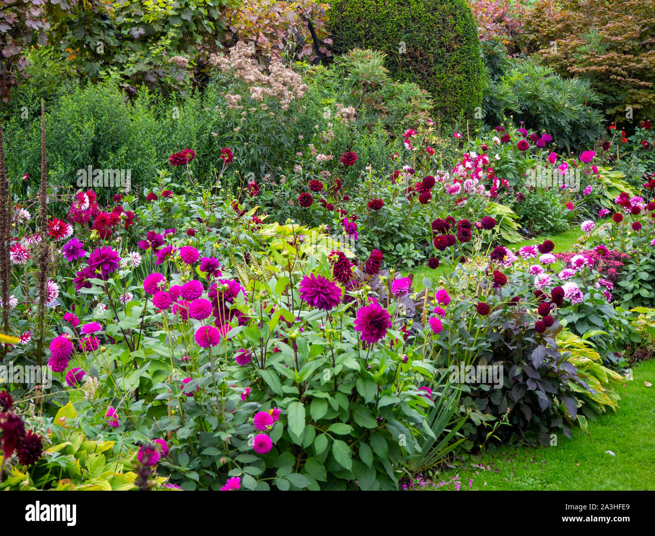 Chenies Manor Sunken Garden a tempo Dahlia.Mauve, viola e carmine dalie piantato in strati con piante rampicanti e arbusti portando Colore di autunno. Foto Stock