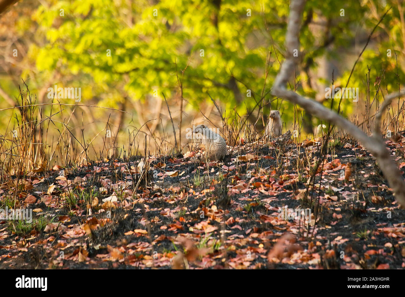 La Mangusta nastrati (Mungos mungo) nel Parco Nazionale di Kafue. Zambia Foto Stock