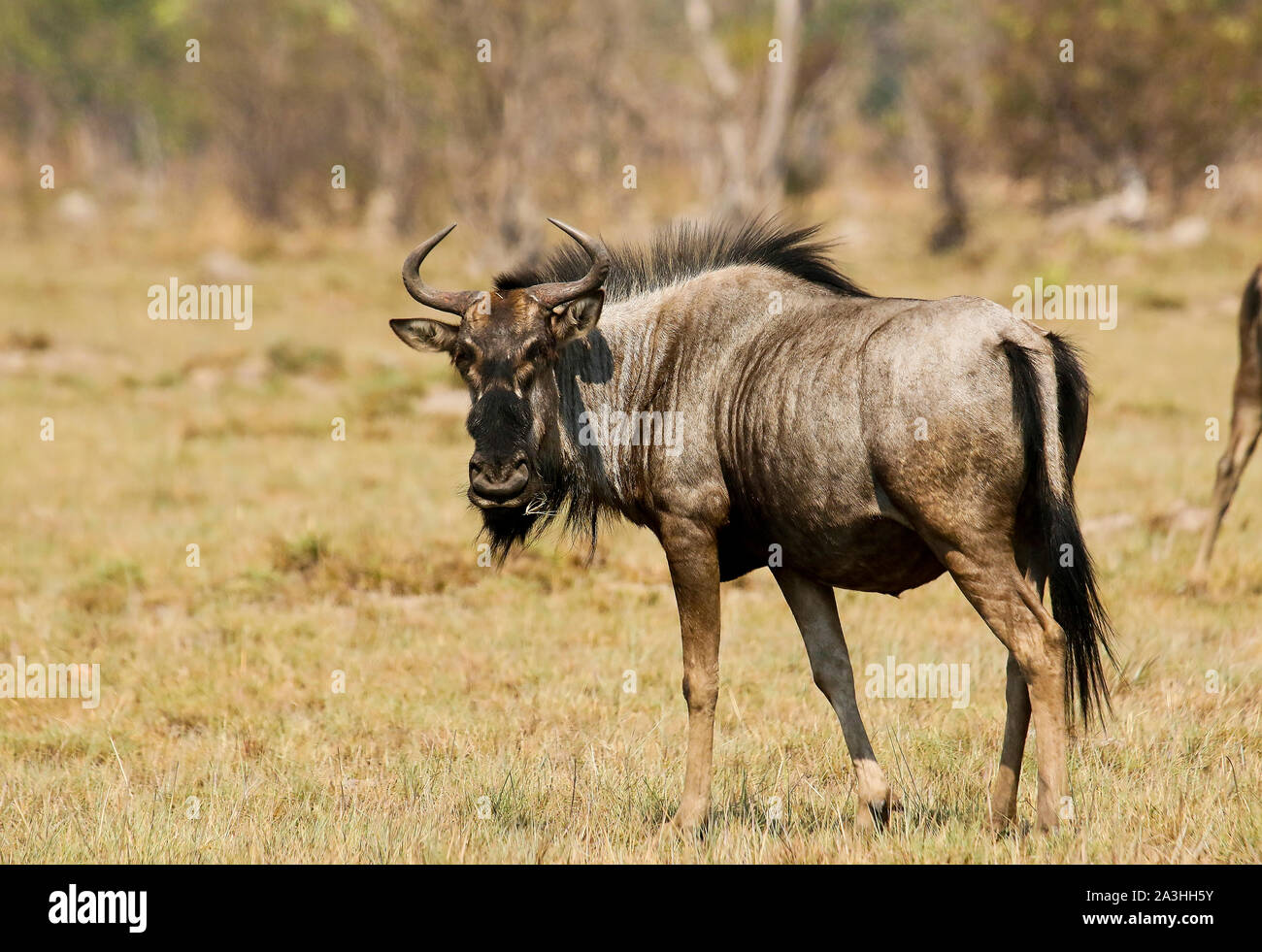 La GNU/Wildebeest di Cookson (Connochaetes gnou cooksonni) nelle pianure di Busanga. Parco nazionale di Kafue. Zambia Foto Stock