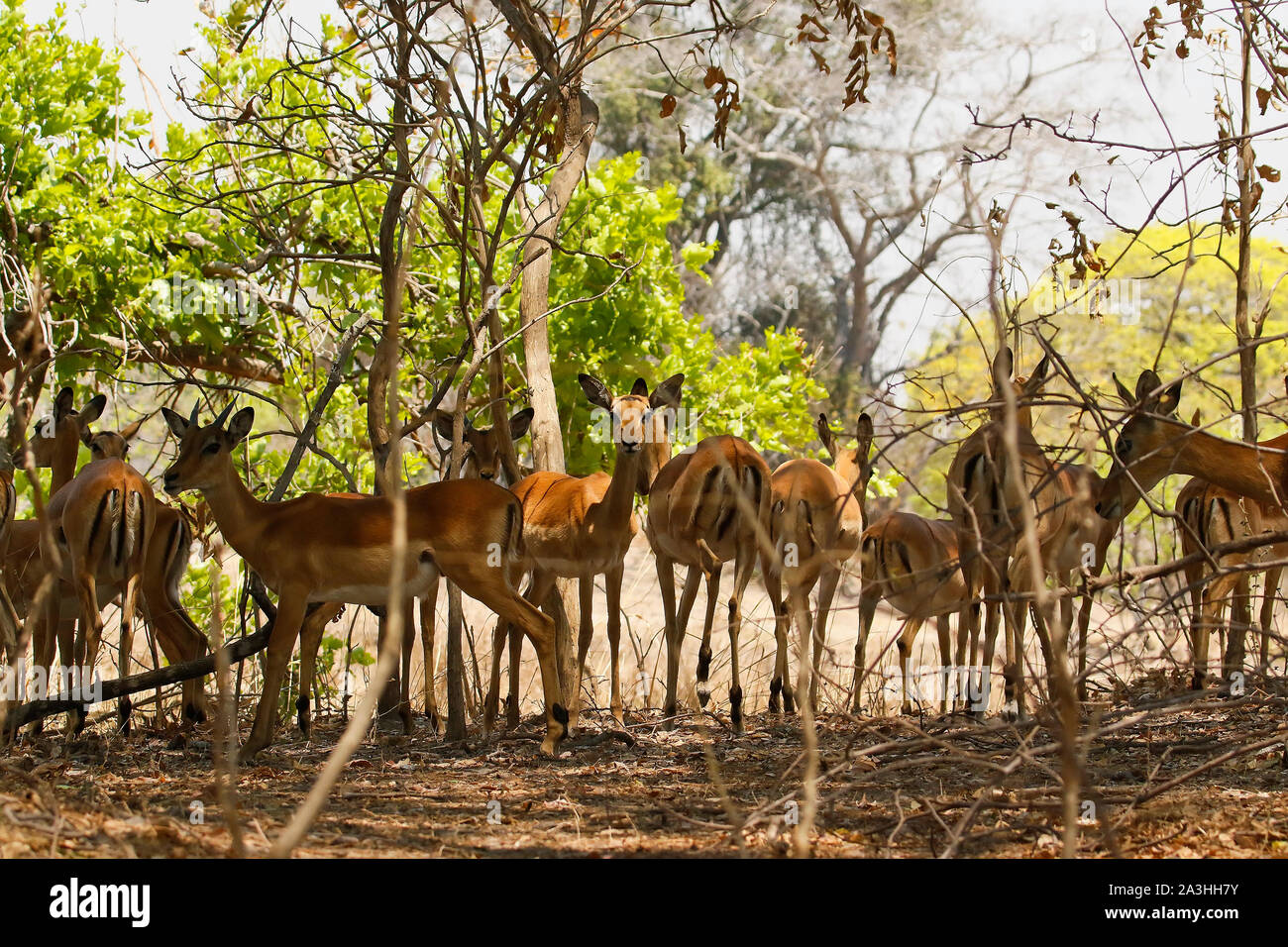 Allevamento di impala (Aepyceros melampus) nel Parco Nazionale di Kafue. Zambia Foto Stock