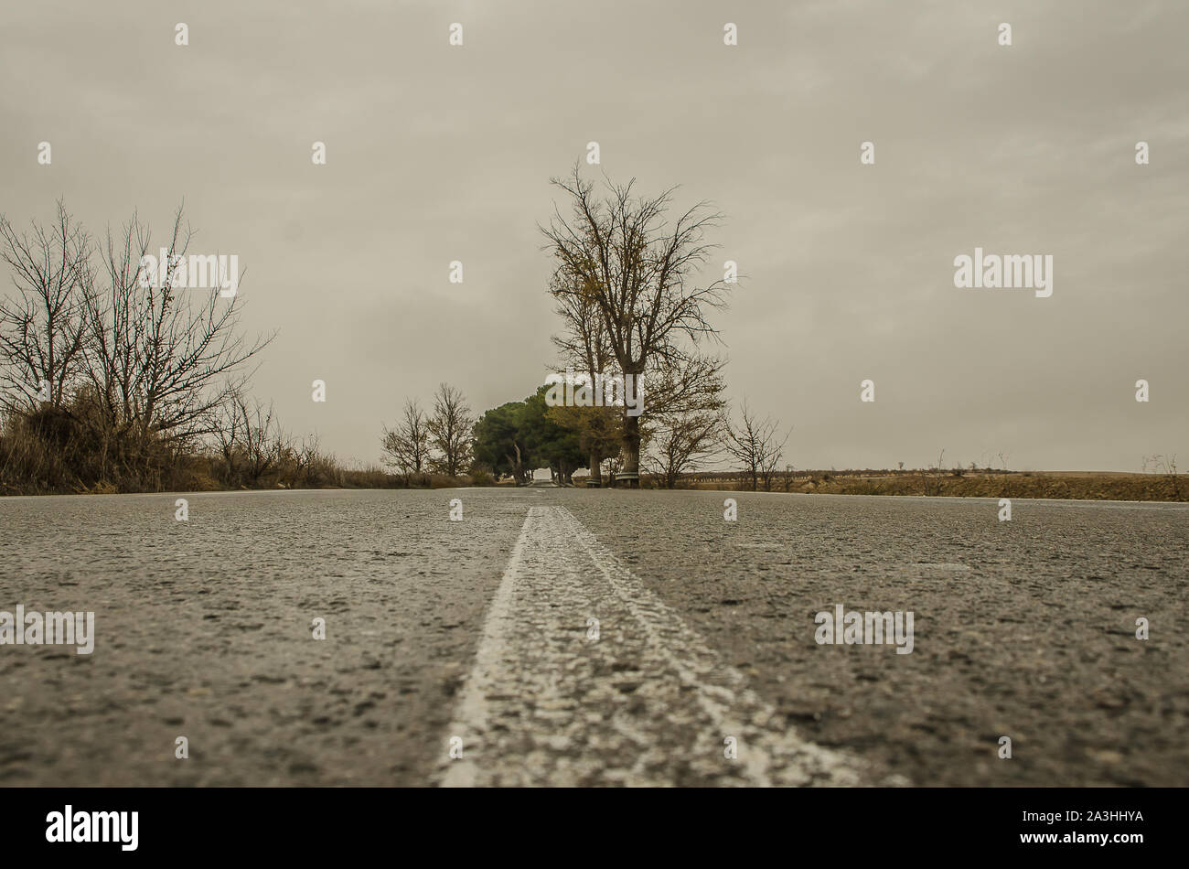 Strada per gli alberi Foto Stock