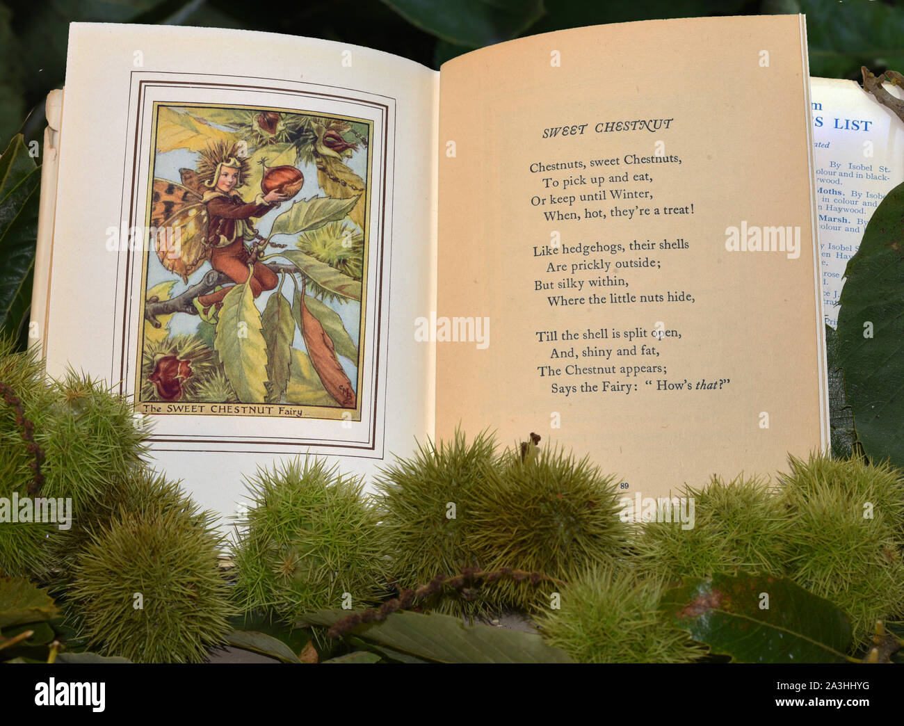 Autunno frutti e bacche con illustrazioni di Cicely Mary Barker del fiore e fate ad albero. Dolce Castagno (Castanea sativa) Foto Stock