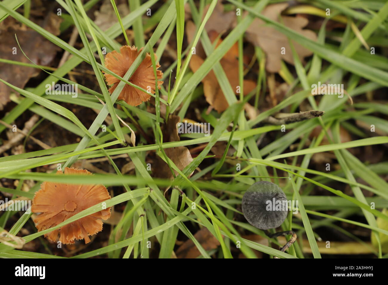 Alnicola salicis o Willow fungo cresce su legno morto nella foresta Foto Stock