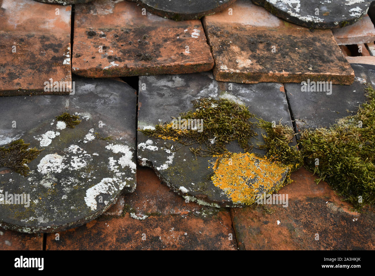 Interessante tetto vittoriano mattonelle rivestite con muschi e licheni in un inglese west country architectural salvage yard. Foto Stock