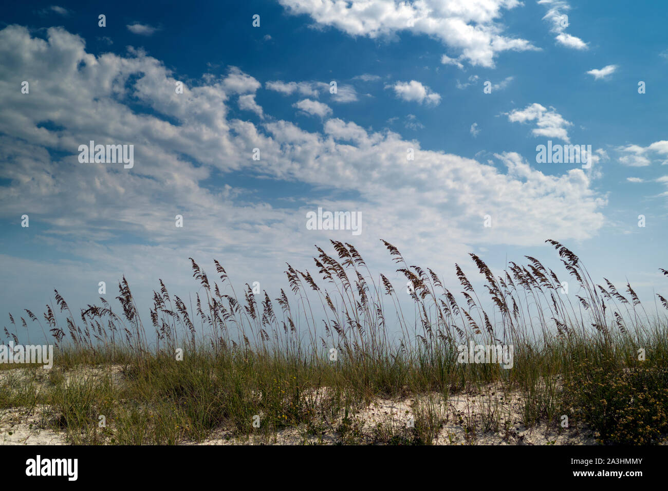 Mare di avena in corrispondenza della cresta di una duna a Rosamond Johnson, Jr. Parco Nazionale nei pressi di Pensacola, Florida, Stati Uniti d'America. Foto Stock