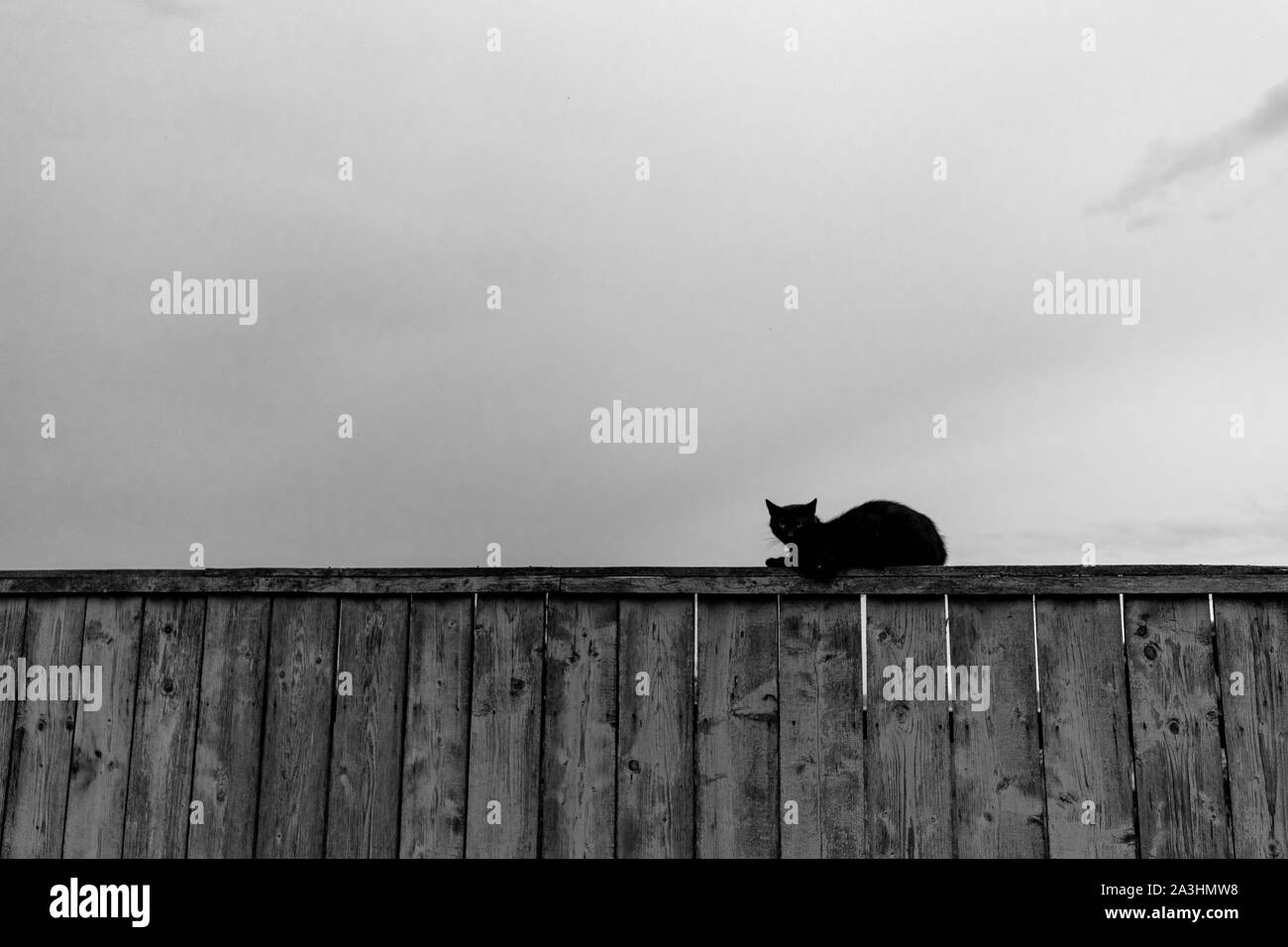 Gatto nero seduto sulla recinzione, girato in Romania campagna Foto Stock
