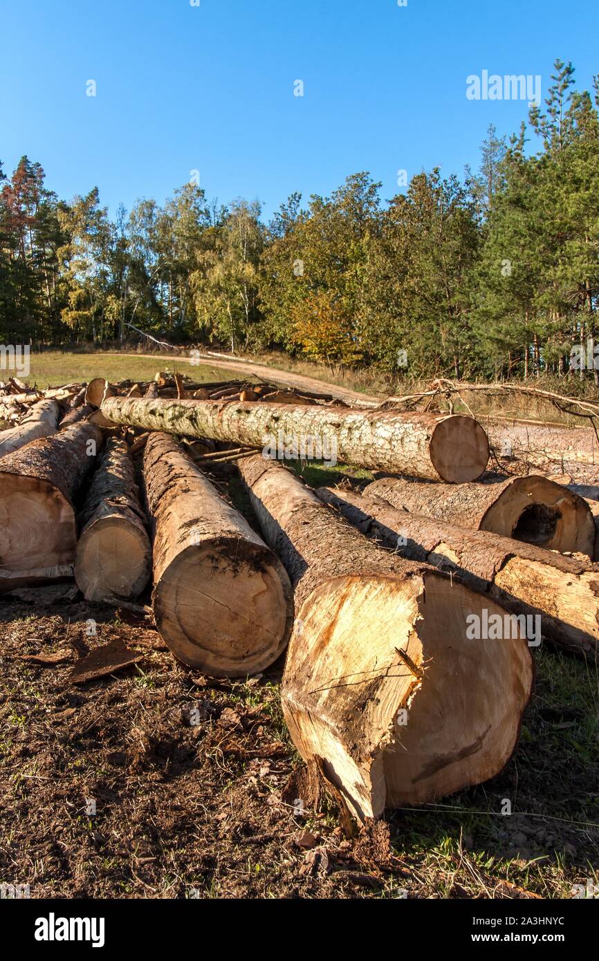 Tronchi di abete e pino. La raccolta di legname. La preparazione di legno  per l'inverno. Legna da ardere. Agricoltura ecologica Foto stock - Alamy