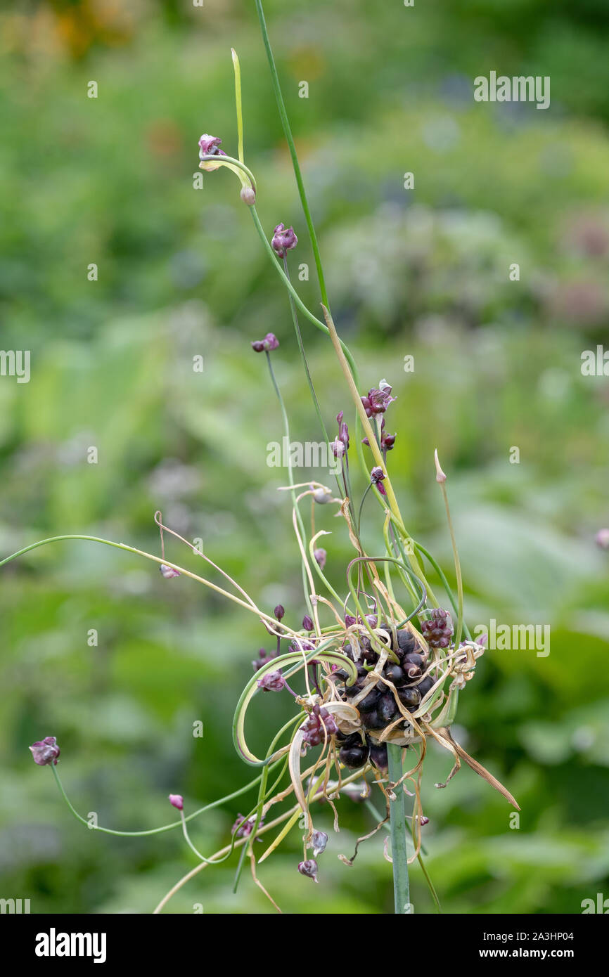 In prossimità di una spiaggia di sabbia porri (allium scorodoprasum) impianto Foto Stock