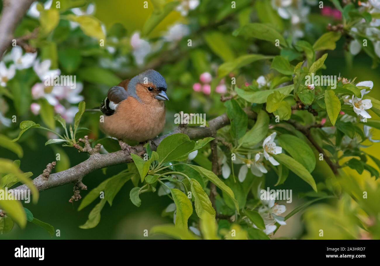Fringuello maschio- Fringilla coelebs posatoi su Apple Blossom. Molla. Foto Stock