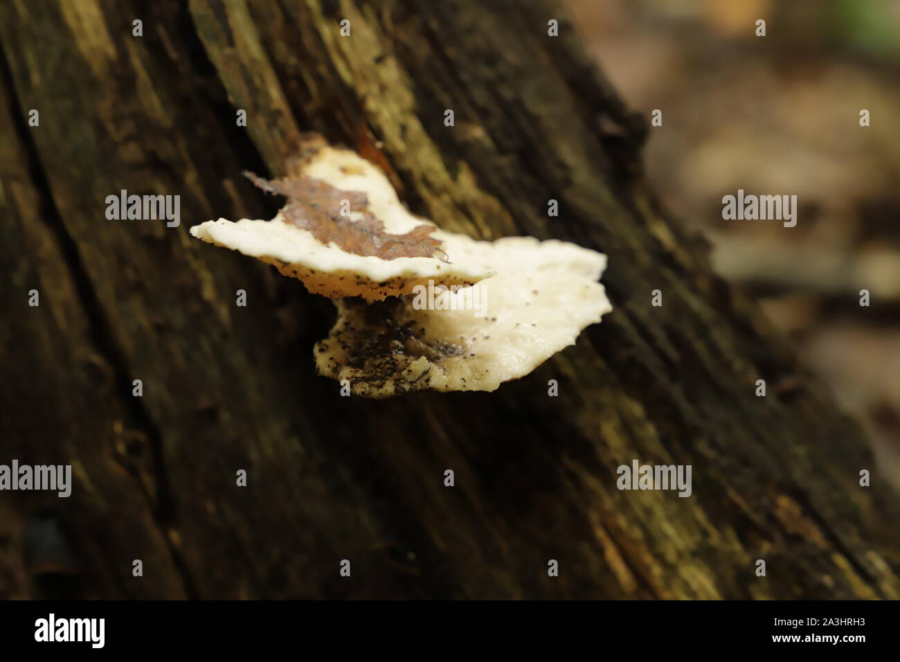 Ripiano fungo cresce sugli alberi durante l'anno Foto Stock