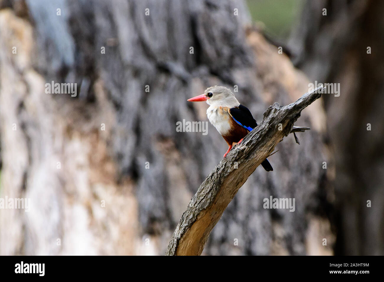 Testa Grigia kingfisher sulla sua persico nel bush africano Foto Stock
