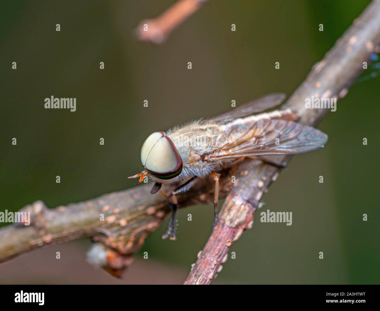 A strisce maschio cavallo Fly, Tabanus lineola, macro. Foto Stock